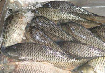 淡水魚養殖技術:繁殖和放養應該注意什么?