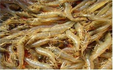 淡水蝦養(yǎng)殖技術(shù)全攻略