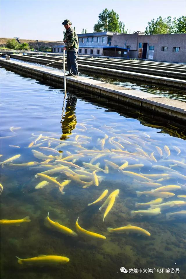 紅土地上的珍珠 探訪國內淡水三文魚養殖基地的逐夢之路